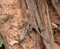 Sceloporus uniformis