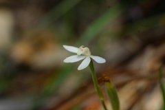 Caladenia prolata