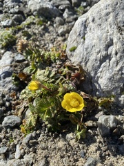 Geum reptans