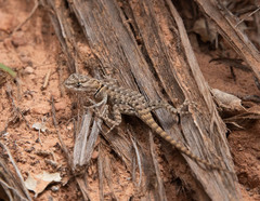 Sceloporus uniformis