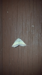 Lychnosea helveolaria