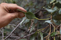 Fraxinus anomala