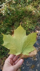 Acer nigrum