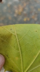Acer nigrum