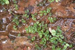 Nasturtium officinale