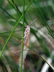 Chrysoteuchia culmella