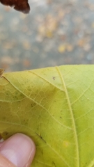 Acer nigrum