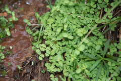 Nasturtium officinale