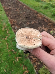 Lepiota