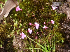 Utricularia multifida