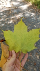 Acer nigrum