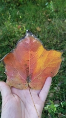 Acer nigrum