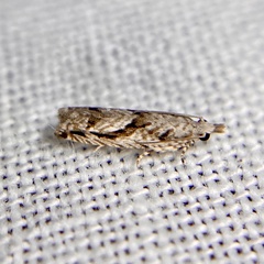 Holocola thalassinana