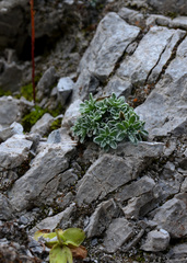 Saxifraga marginata