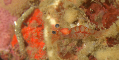 Nikoides