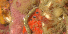 Nikoides
