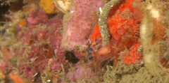 Nikoides