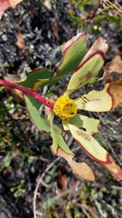 Leucadendron