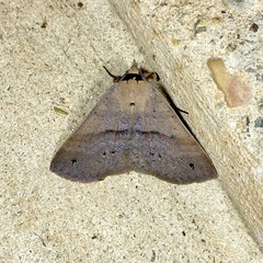 Ophyx eurrhoa