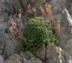 Saxifraga marginata