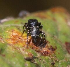 Salticinae