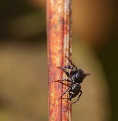 Salticinae