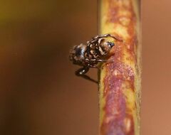 Salticinae