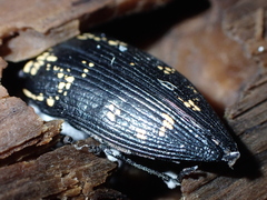 Buprestis bertheloti