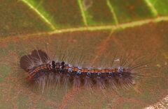 Lepidoptera