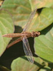 Crocothemis erythraea