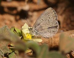 Zizeeria knysna