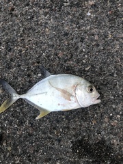 Caranx papuensis