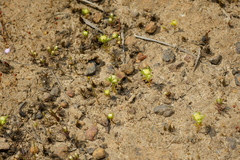 Siloxerus multiflorus