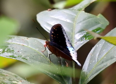 Lexias pardalis dirteana