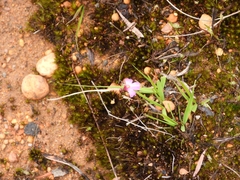 Utricularia multifida