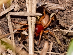 Dysdera