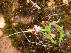 Utricularia multifida