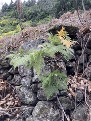 Davallia canariensis
