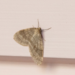 Operophtera fagata