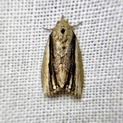 Etanna albisecta
