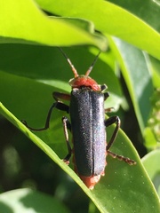 Cantharis