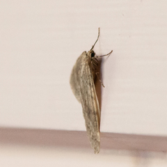 Operophtera fagata
