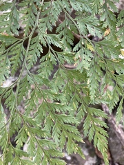 Davallia canariensis