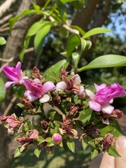 Pereskia grandifolia
