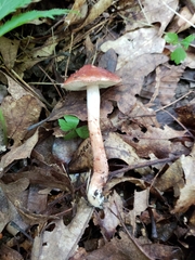 Limacella