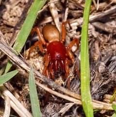Dysdera