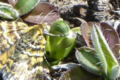 Pterostylis tanypoda