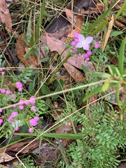 Boronia microphylla