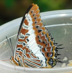 Charaxes brutus natalensis
