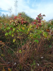 Rubus sachalinensis